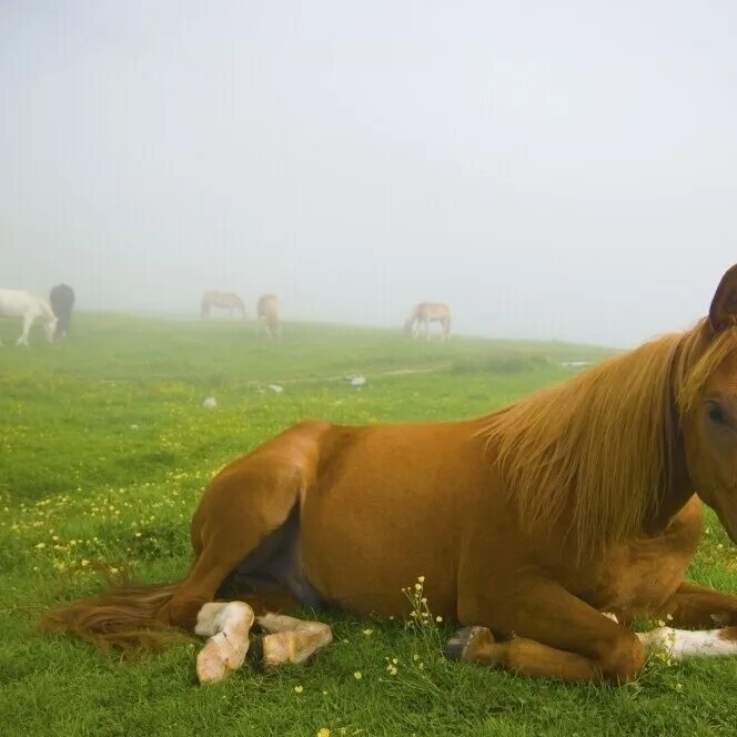 Amazing! Horse Love is the best! Horses, Animals beautiful, Horse love