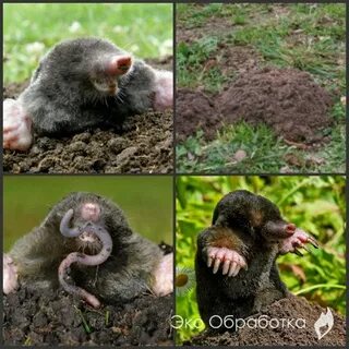 Бороться кротов огороде