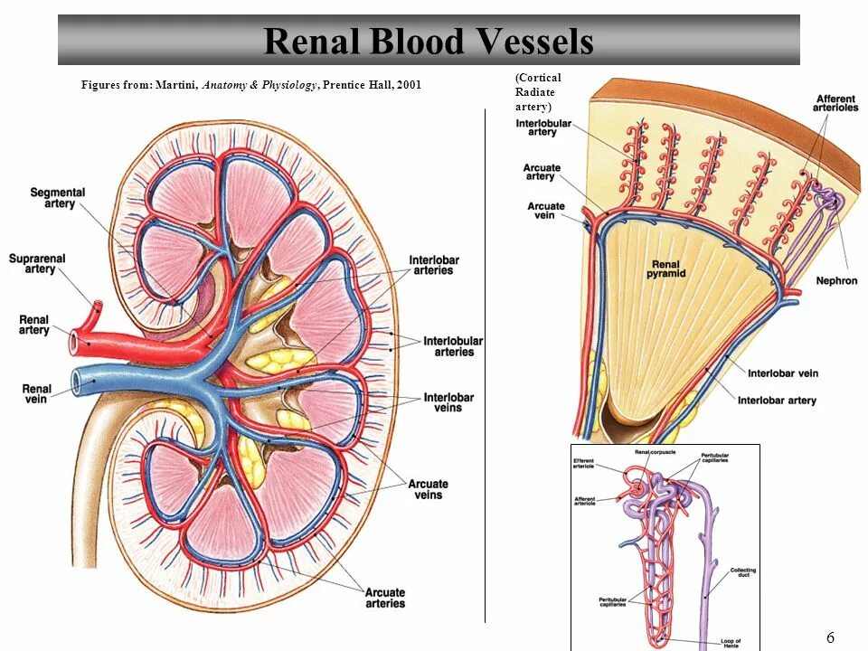 Кровообращение почки гистология. Кровоснабжение почки гистология схема. Кровоснабжение почки схема. Кровоснабжение почки анатомия. Система кровообращения почек