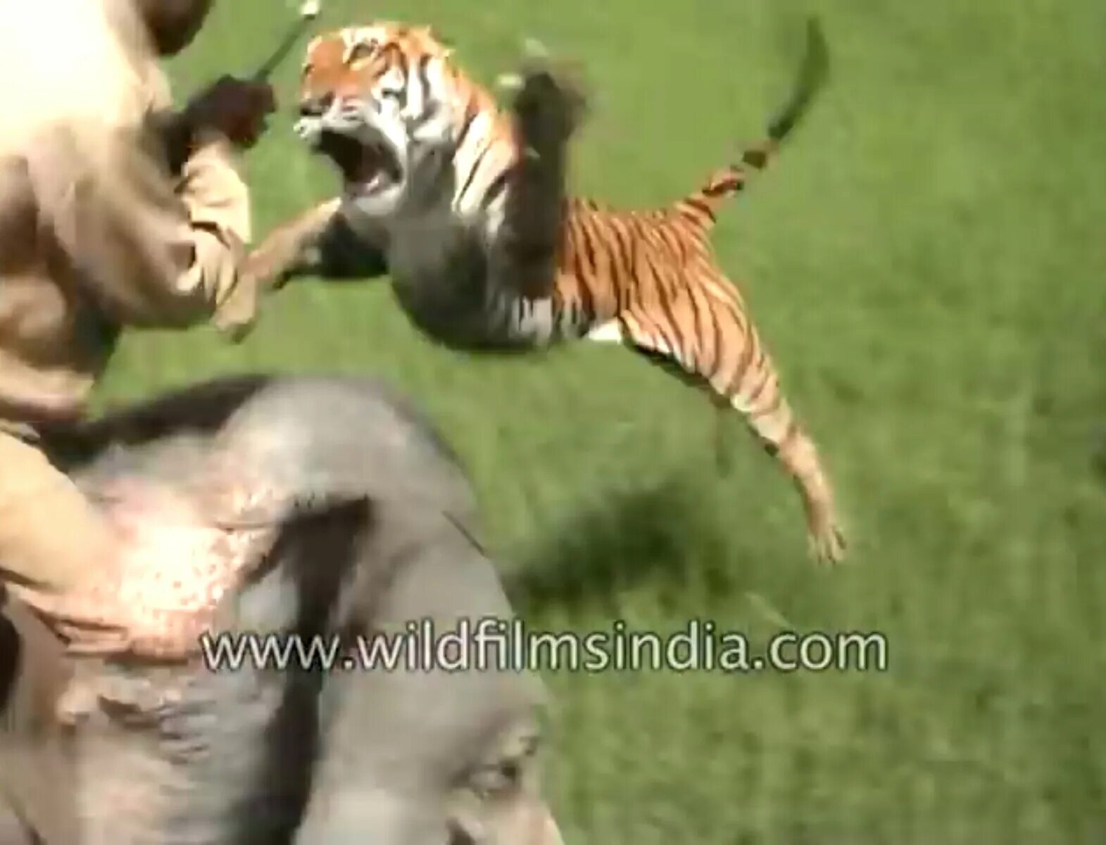 Ягуар нападает на человека. Нападение диких животных на людей. Тигр атакует. Медведь гризли против тигра. Животные на подают на людей.