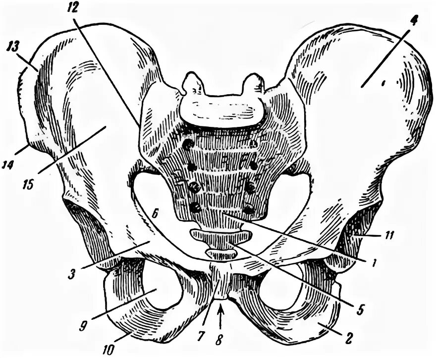 Малый таз шарик. Скелет человека малый таз анатомия. Тазовый пояс кости таза. Тазовый пояс анатомия. Тазовая кость человека схема.