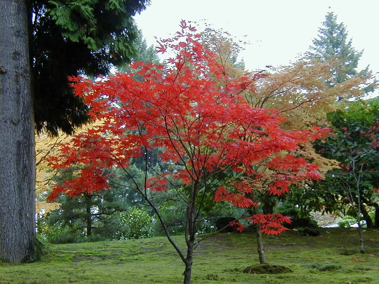 Клен ложнозибольдов Гиннала. Клен маньчжурский Acer mandshuricum. Клён ложнозибольдов. Японский клен Гиннала. Клен в какой природной