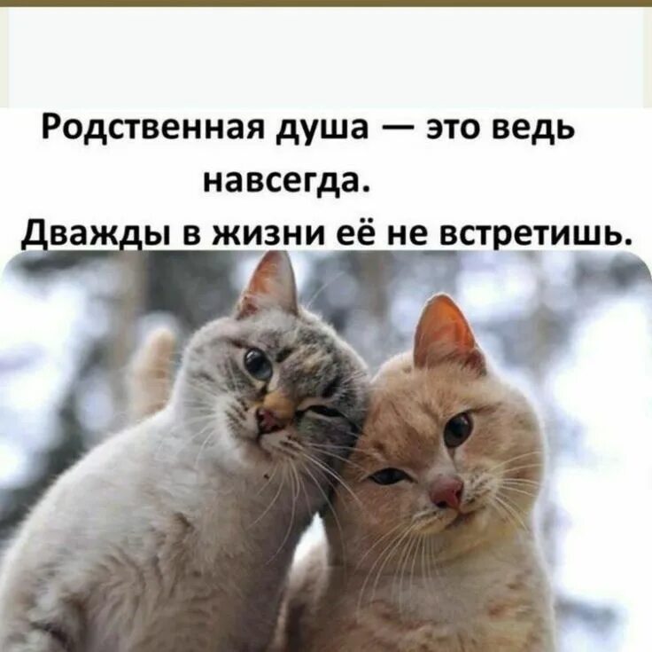 Друг это ведь навсегда. Родственная душа это навсегда. родная душа это ведь навсегда. родственные души. родственную душу дважды не встретишь.