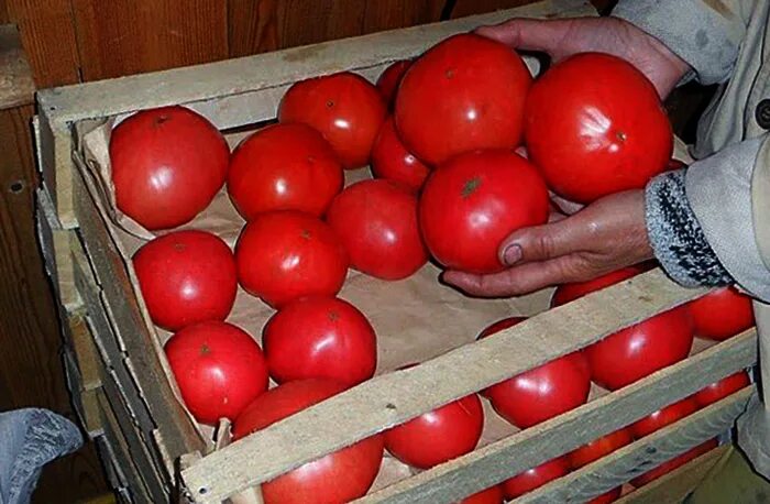 Помидоры в ящике. Погреб с помидорами. Хранение томатов. Хранение помидоров в домашних. Помидоры в холодильнике можно