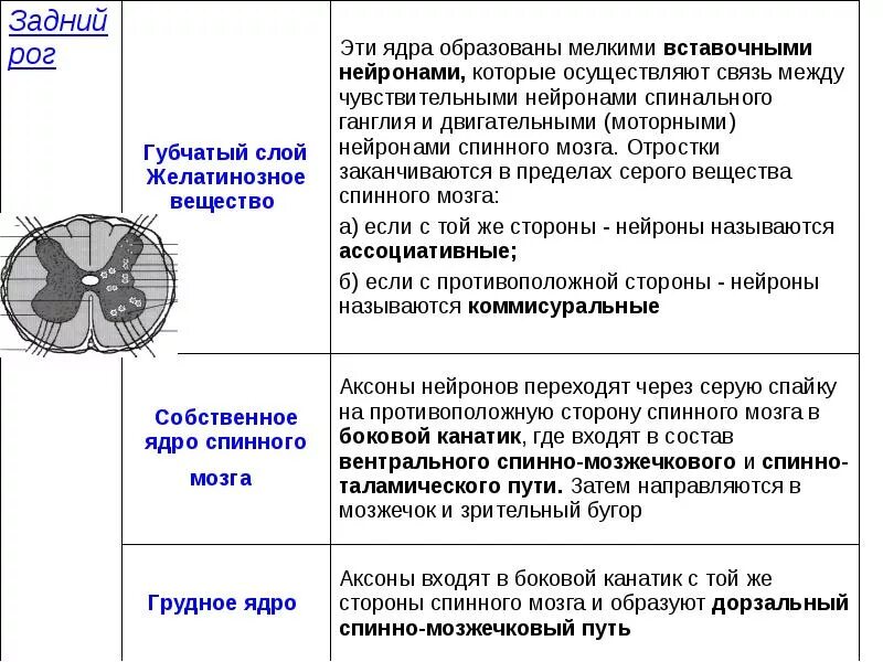 Функции ядер спинного мозга