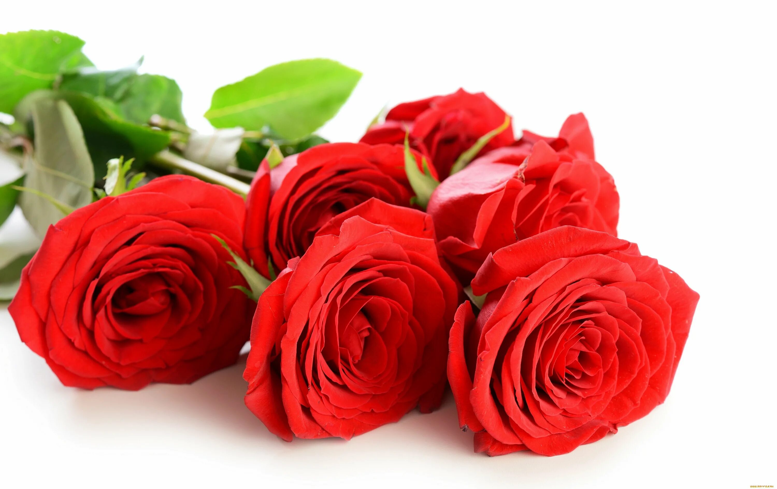 4 розочки. Красные розы. Шикарные цветы. Букет красных роз.