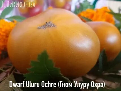 Сорт томата улуру охра