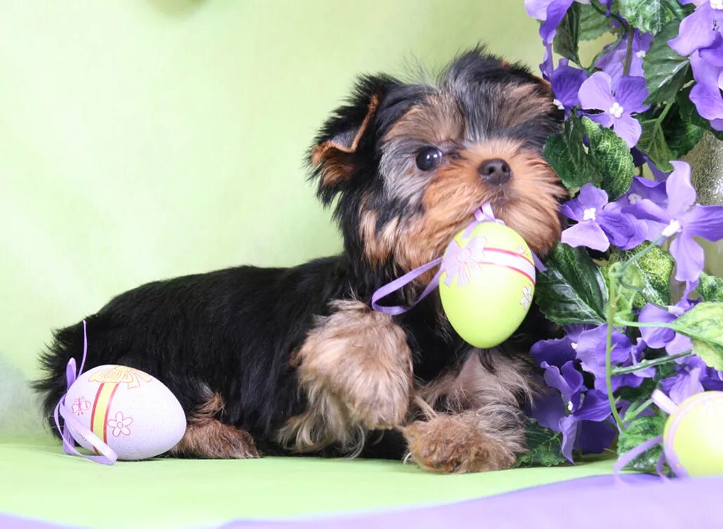 йоркширский терьер 7 месяцев