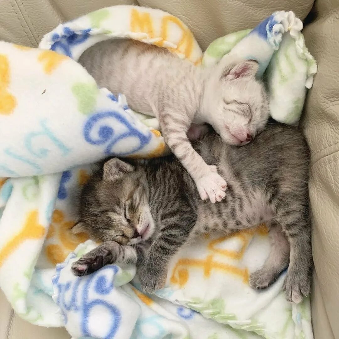 2 котенка вместе. Две красивые кошки. Котики обнимаются. Красивые кошки. Котенок спит.