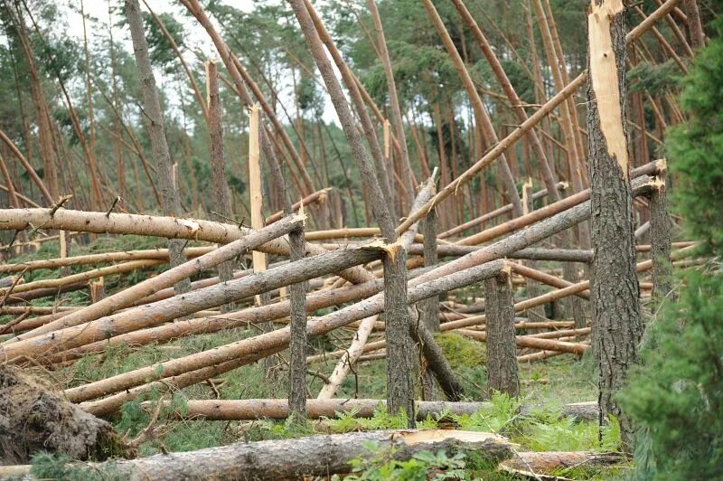 Бурелом 2025. Сухостой ветровал бурелом. ветровал осины. поваленное дерево в лесу. засека из деревьев.