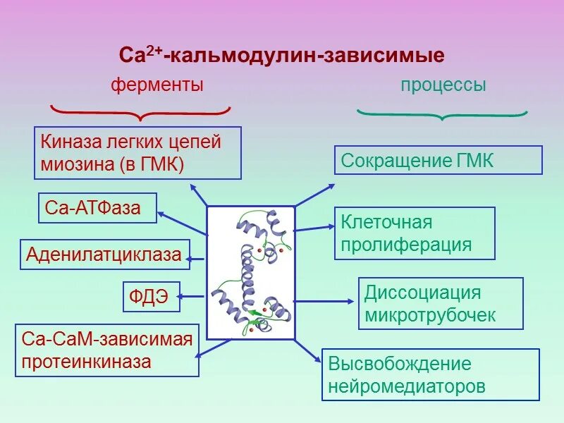 Зависимые пути. Система кальций кальмодулин. Кальций кальмодулин зависимая протеинкиназа. Кальций кальмодулин механизм. Кальций кальмодулин биохимия.