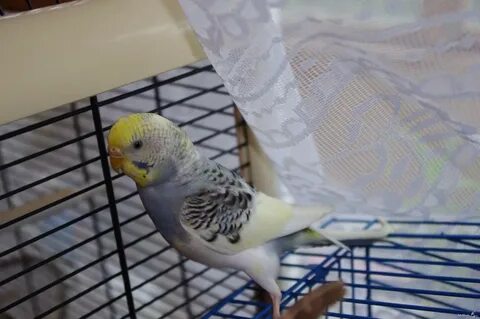 Линька волнистых