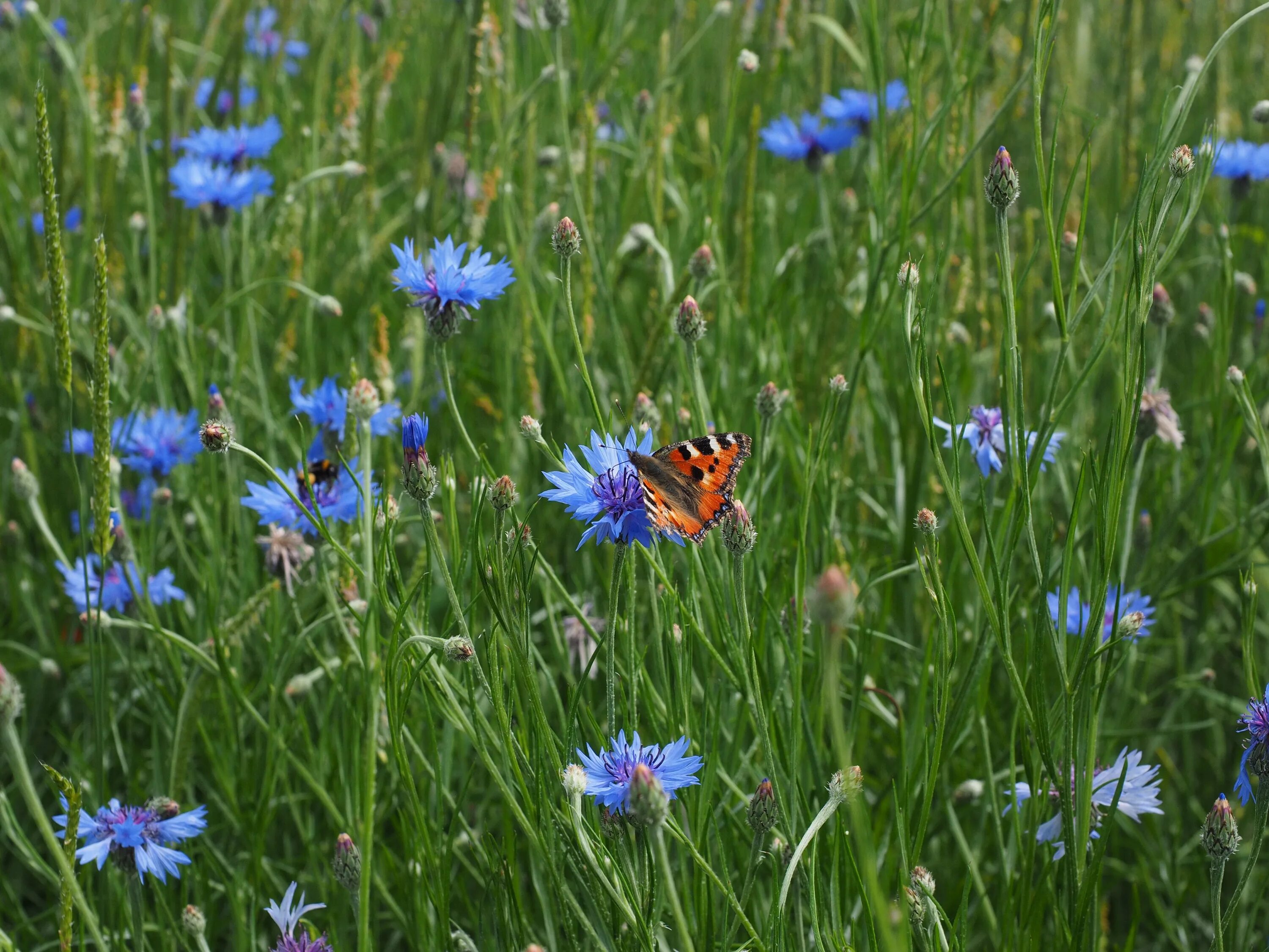 Летние васильки. Дикий Василек полевой. Василек синий (Centaurea cyanus). Василек синий ареал. Цикорий цветок и Василек.