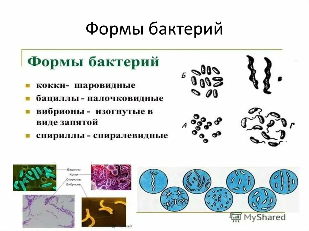 Формы бактерий 7 класс