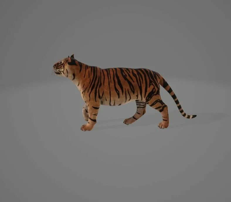 Новые модели тигр. Тигр 3д модель. Шерсть тигра 3д. Тайгер Тайгер 3д. 3д модель тигра.