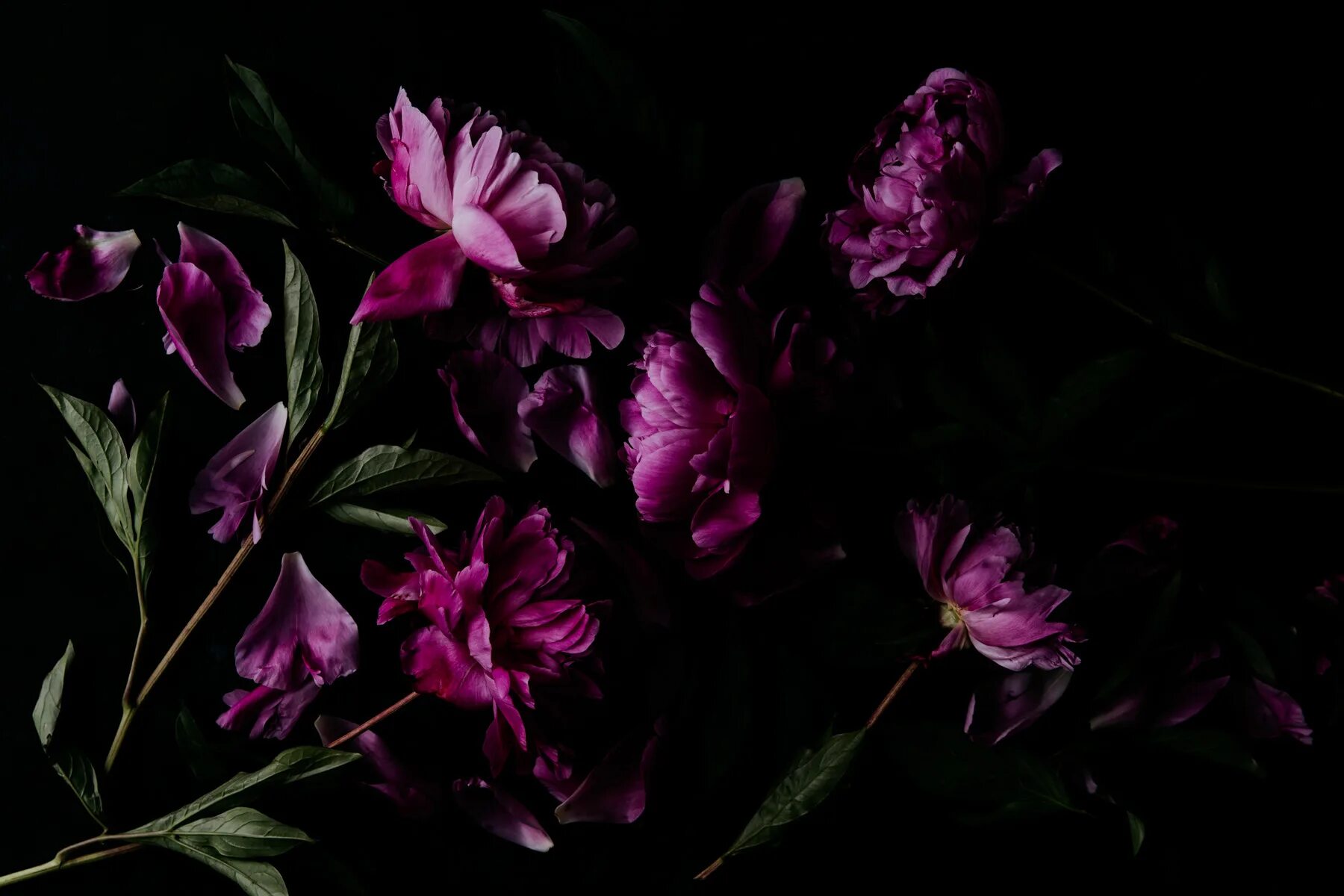 The dark flower