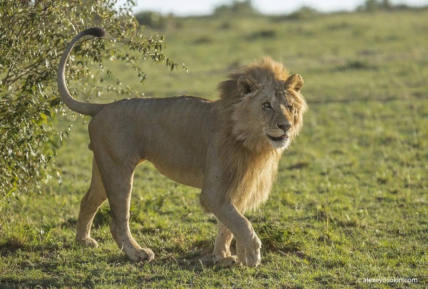 Лев фото. Самый первый лев. Западноафриканский лев. Лев. Трансваальский лев.