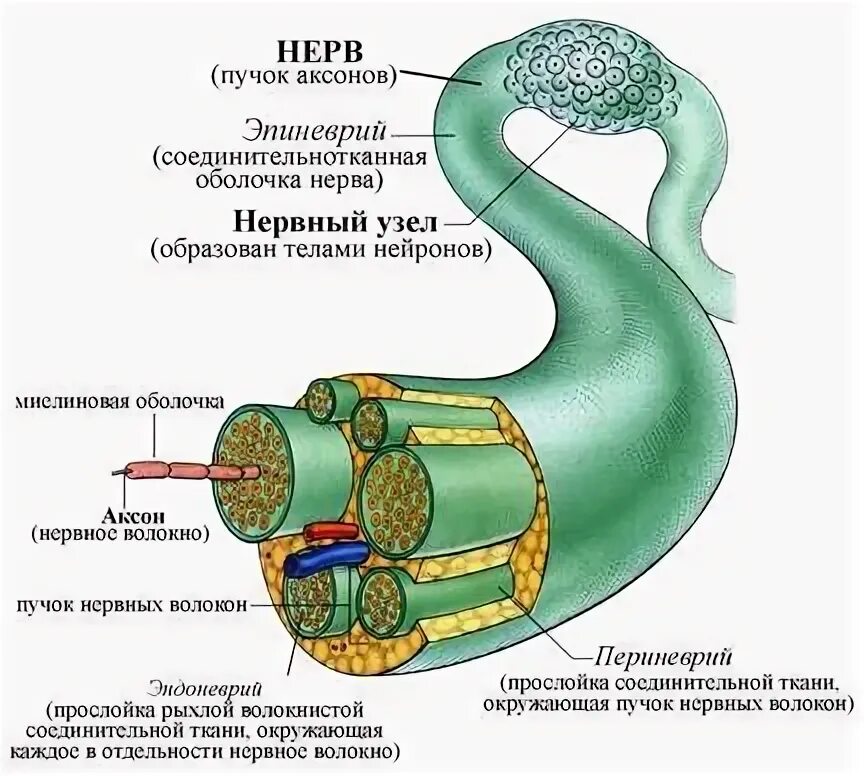 Строение нерва рисунок. Строение нерва анатомия. Строение оболочек периферического нерва. Соединительная тканная оболочка нерва. Строение нерва и нервного волокна.