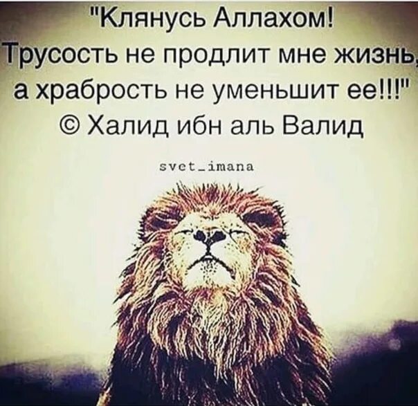 Трусость не продлит жизнь. Трусость не продлит мне жизнь а храбрость не уменьшит ее. Клянусь Аллахом трусость не продлит мне. Клянусь Аллахом трусость.