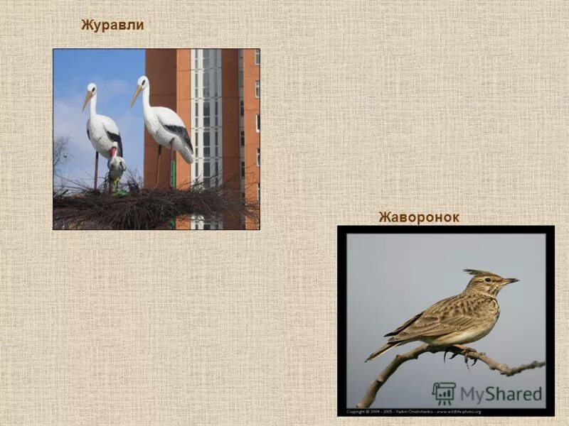 Сибирские перелетные птицы. Жаворонки журавли. Журавлиный клин в небе. Ласточки улетают. Фото журавля и фото жаворонка.