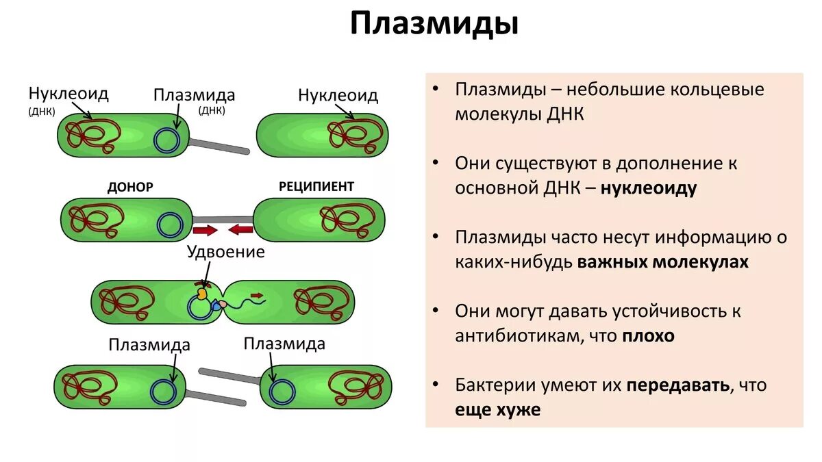 Значение прокариот