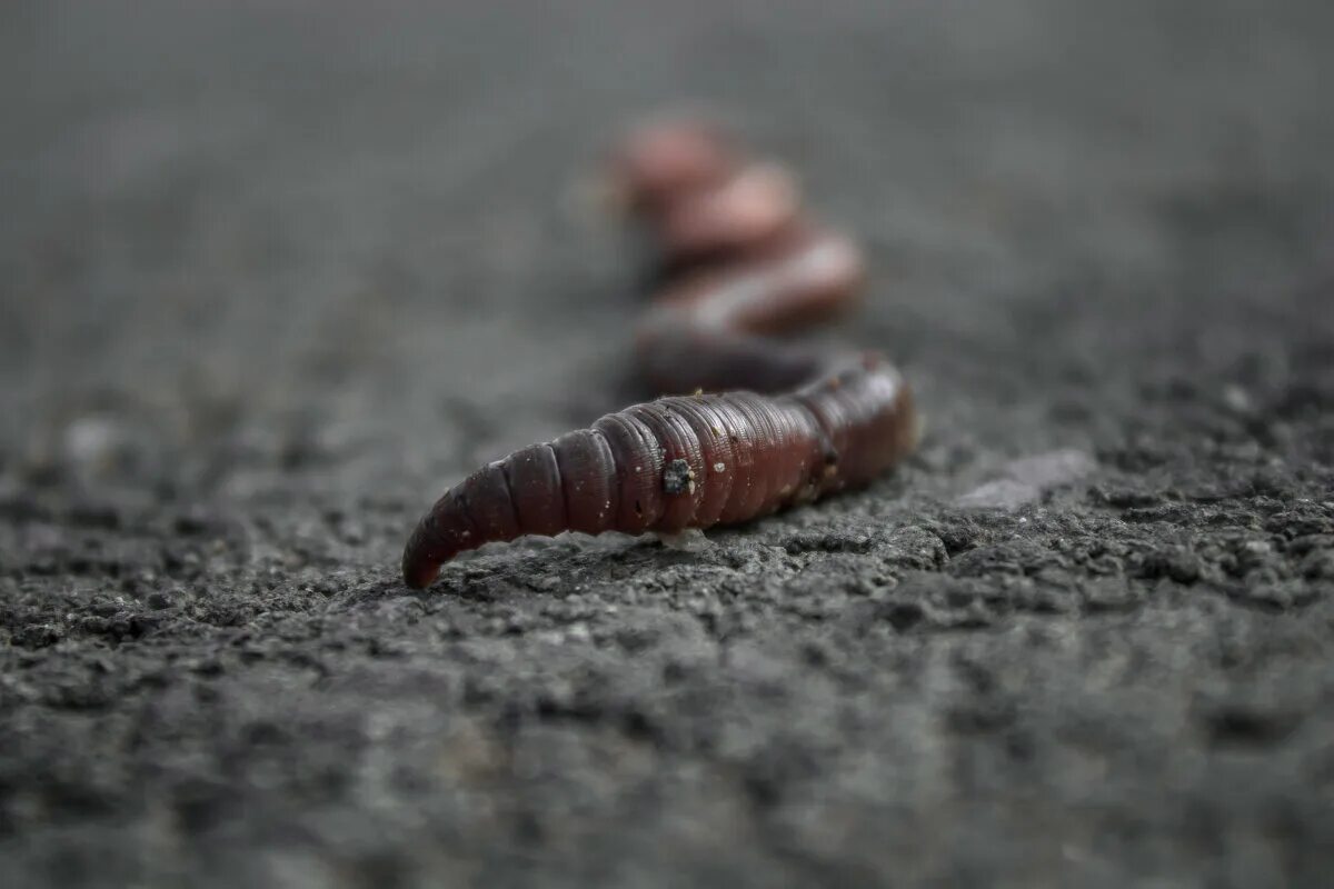 червяк анатолий. червячок. веселый червячок. серgay. джимми супер червяк.