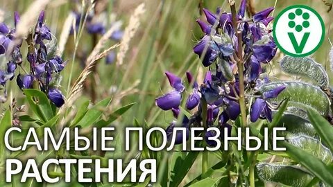 Процветок интернет магазин семена и саженцы