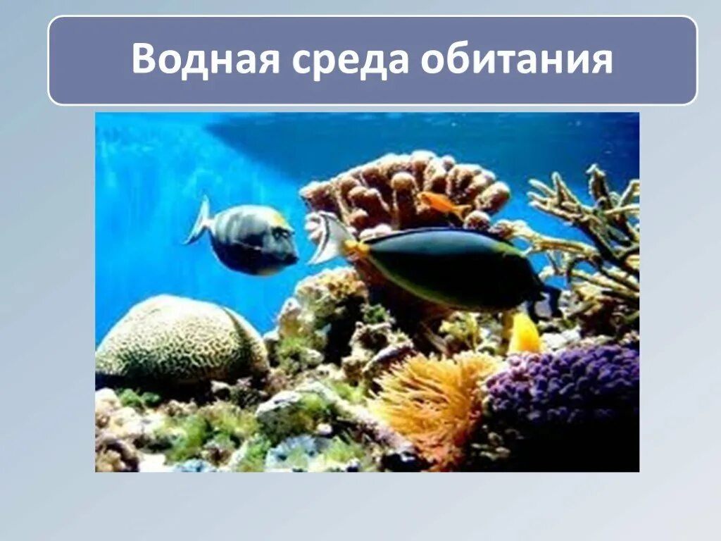 Водная среда обитания организмов 5 класс презентация. Водная среда обитания. Обитатели водной среды обитания. Среда обитания водная среда. Водная среда картинки.