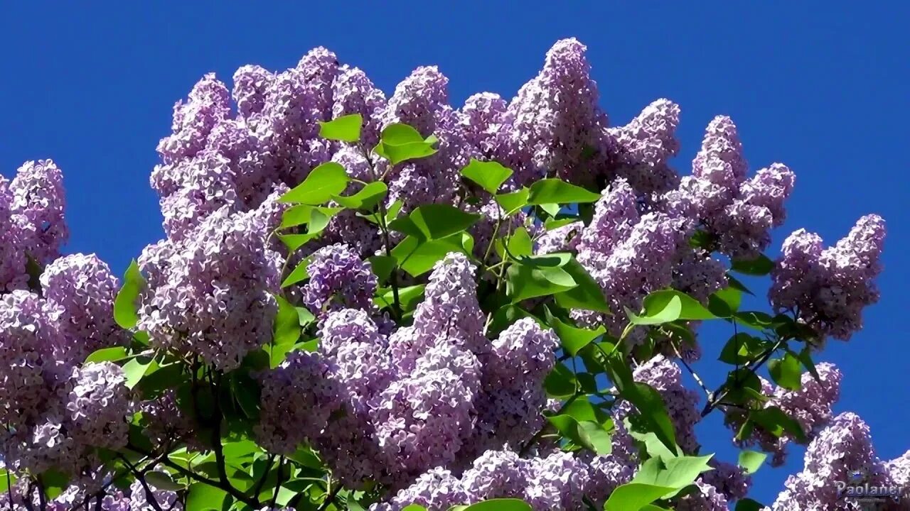 Плыл по городу запах сирени песня слушать. Ветка сирени. Группа с сиренью. Сирень белая ночь. Сирень караоке.