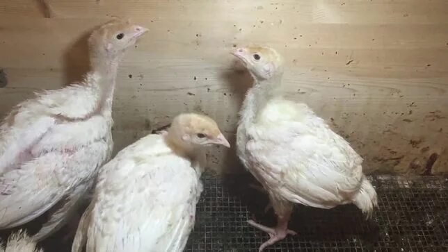 Индюшата Белые широкогрудые, в наличии. Цена: 500 ₽ во Владивостоке