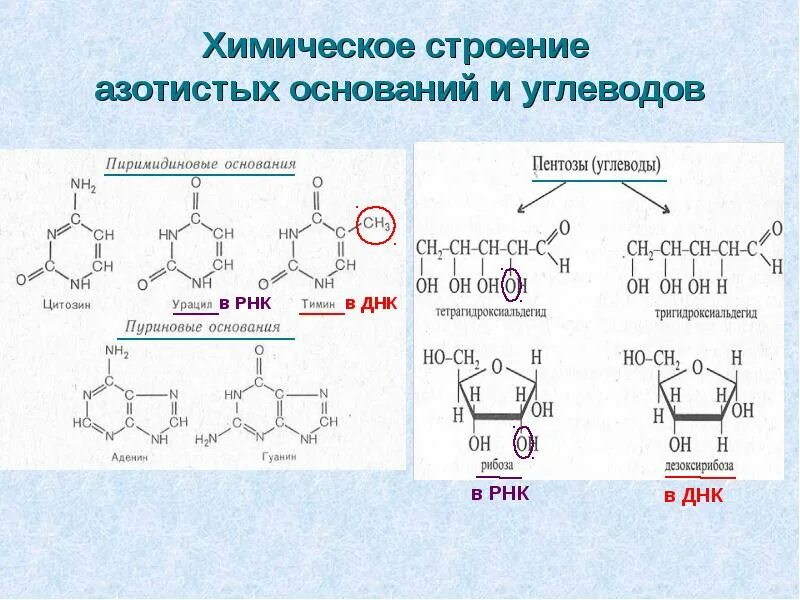 Химическая структура РНК. Химическое строение азотистых оснований. Химическая структура азотистого основания. Азотистые основания ДНК И РНК формулы.