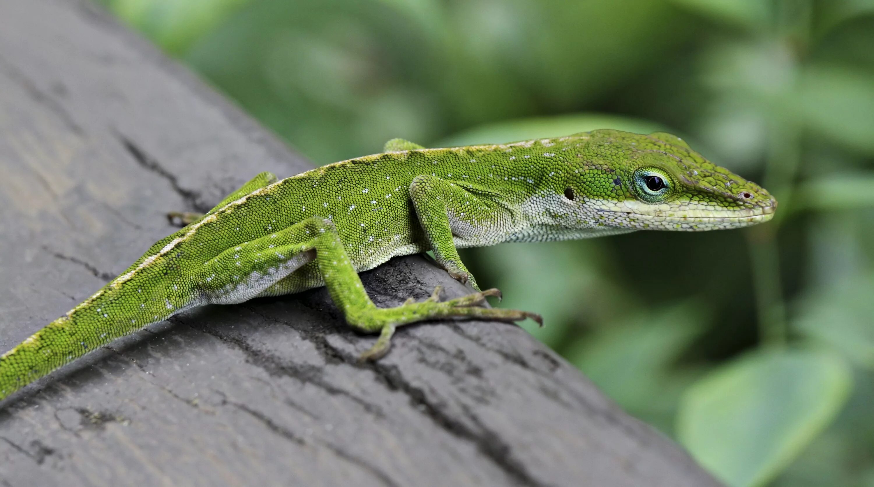 Анолис Каролинский. Зеленый анолис. Анолис ящерица. Green Anole ящерица.