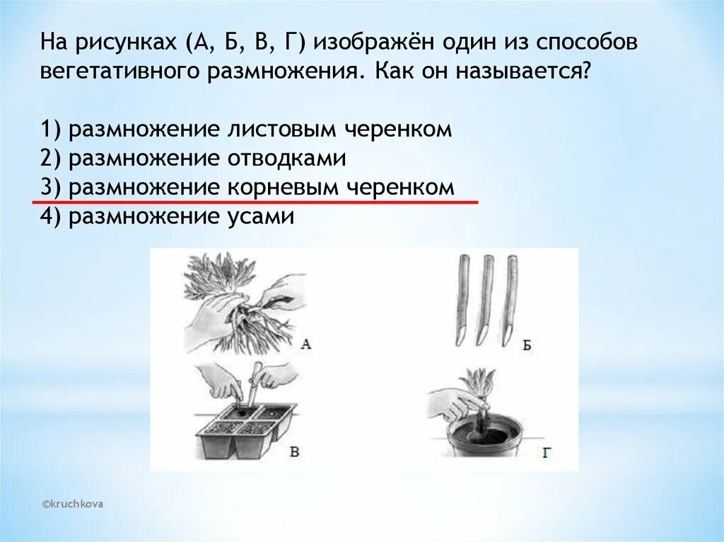 Назови способы вегетативного размножения. Вегетативное размножение листовыми черенками. Как называется размножение растений. На рисунке изображен способ вегетативного размножения. Как называется способ вегетативного размножения