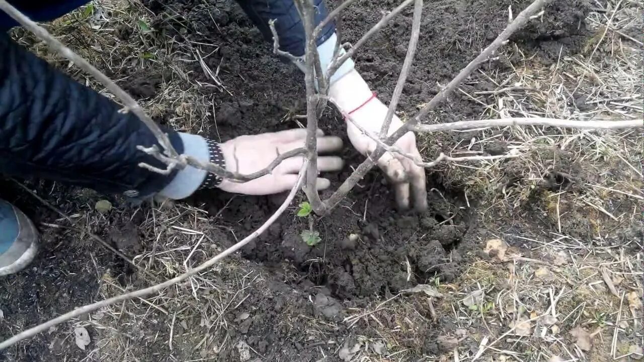 Когда лучше сажать смородину черную осенью. Пересадка крыжовника осенью. осенняя посадка смородины. посадка черной смородины осенью. посадка смородины и крыжовника осенью.