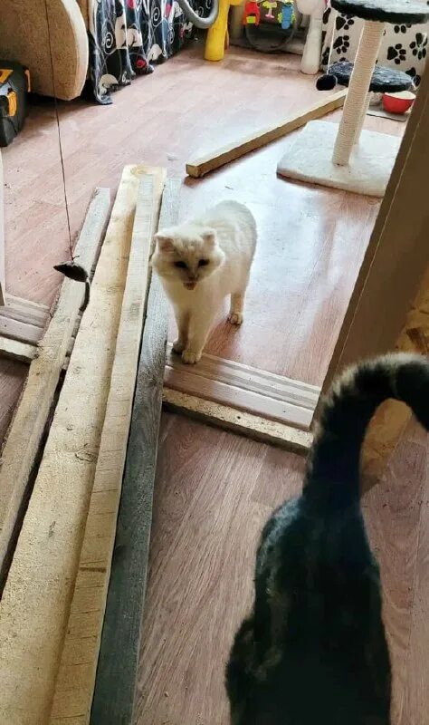 чулкохвостики дзен