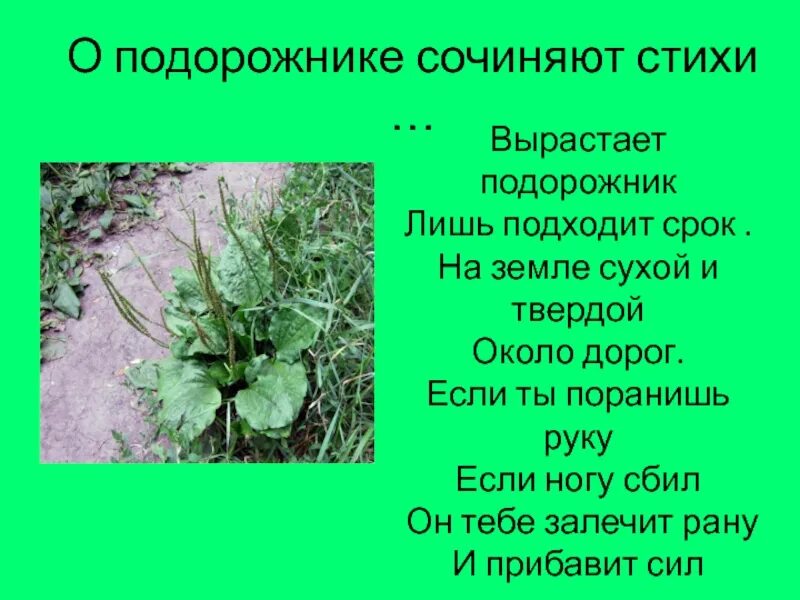 Подорожник на твоем возник пути. Подорожник. Приложить подорожник. Подорожник на рану. Подорожник полезные свойства.