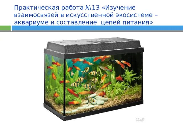Аквариум искусственная экосистема. Моделирование: экосистема аквариума. Изучение взаимосвязи в аквариуме. Экосистема аквариума схема.