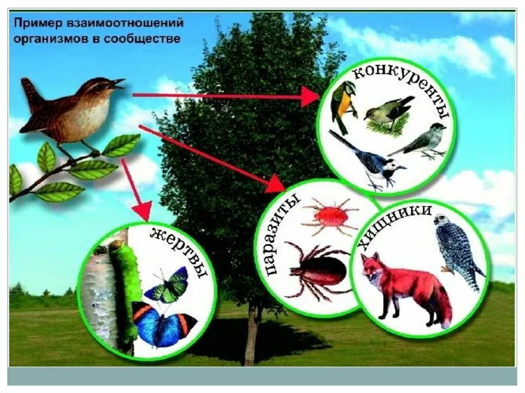 Взаимоотношение организмов в сообществе. Взаимосвязи между организмами в сообществах. Взаимодействие организмов в сообществе. Взаимосвязь организмов в сообществах рисунок. Типы отношений между растениями