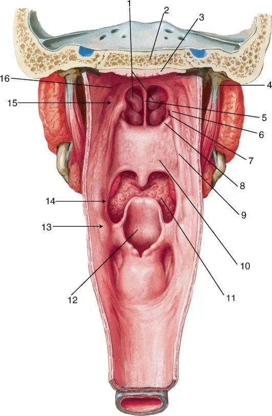 Анатомия гортани надгортанник. Задняя стенка ротоглотки анатомия. Трубно глоточная складка анатомия. Носоглотка надгортанник. Глотка резиновый