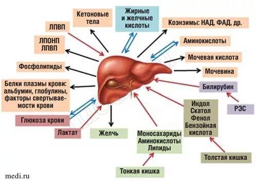 Повысилось в крови печени. Функции печени. Функции печени в организме человека. Синдром цитолиза клинические проявления. Цитолиз печени.