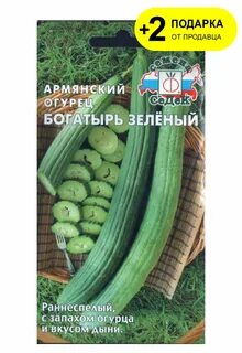 Армянская дыня огурец