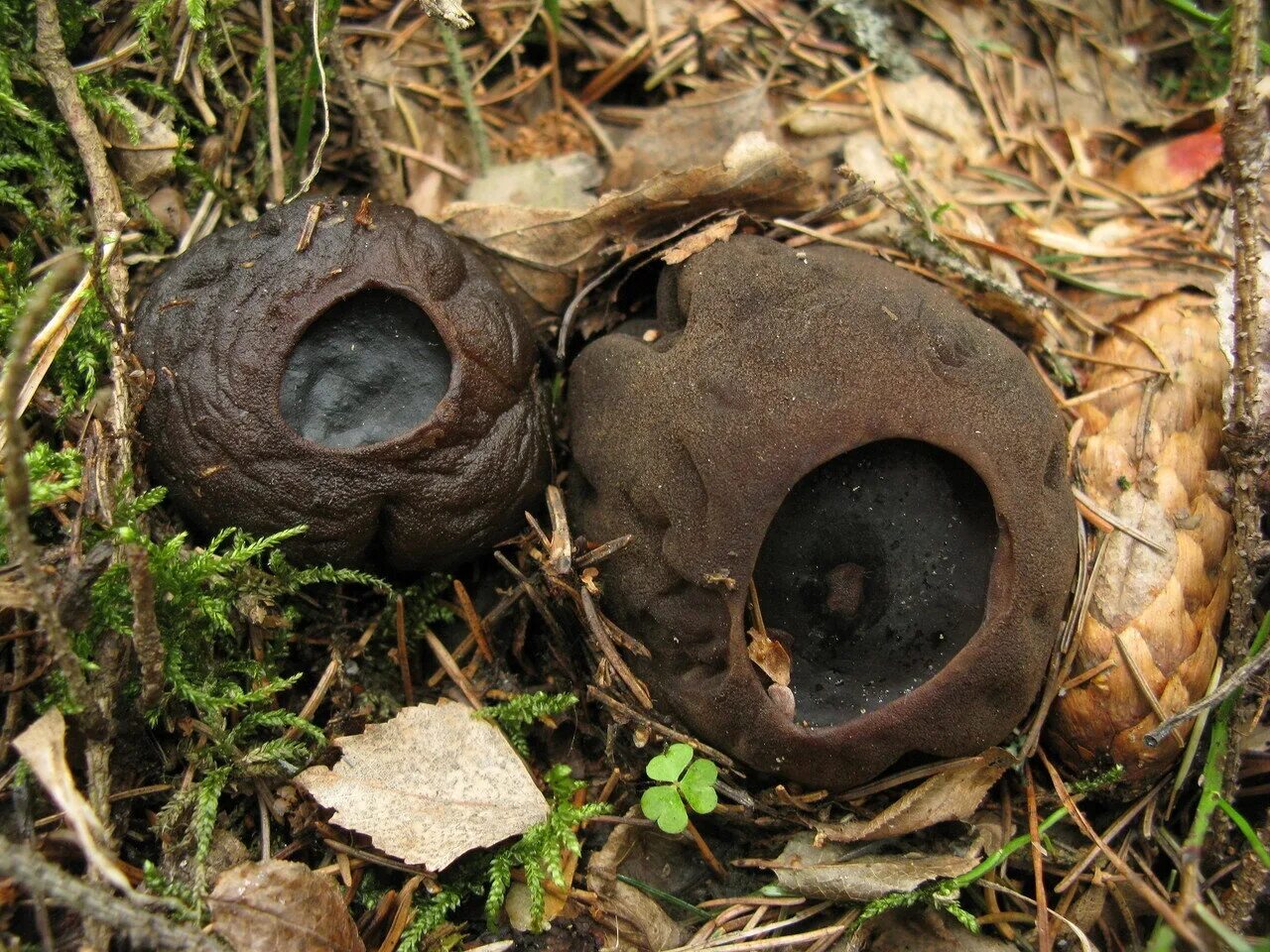 Молодильный гриб саркосома. Саркосома шаровидная Sarcosoma globosum. Саркосома шаровидная гриб. Молодильные грибы Саркосома. Гриб Ведьмин котелок Саркосома.