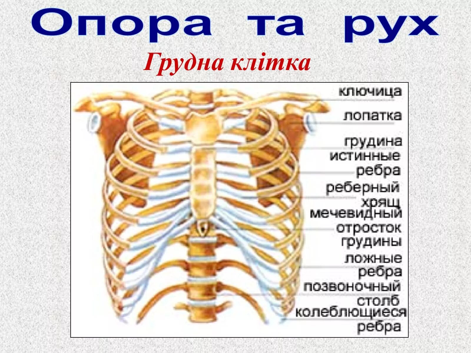 Сколько в ребре воды. Кости грудной клетки. Грудная клетка ребра. Ребра человека анатомия. Кости грудной клетки названия.