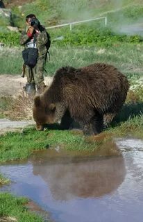 Возле медведя