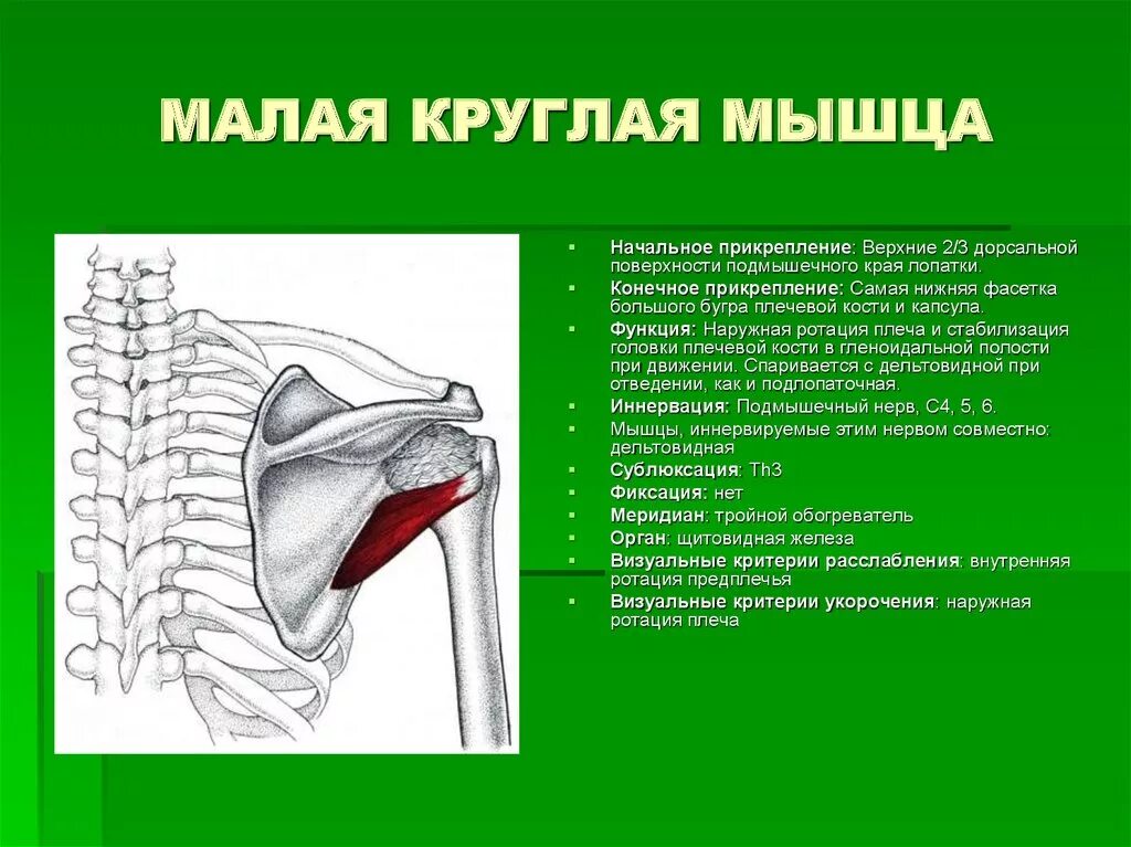 Почему дергается плечо. Подостная и малая круглая мышцы. Малая круглая мышца функции. Функция малой круглой мышцы плеча. Малая круглая мышца анатомия.