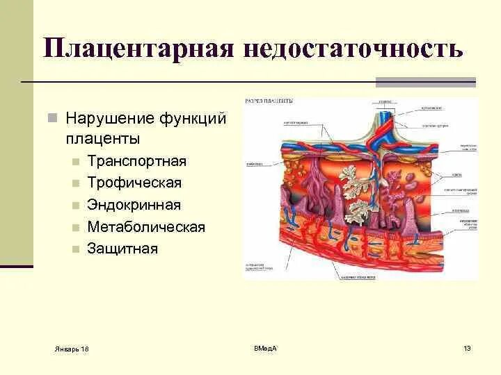 Что такое плацента и какова ее функция. Хроническая плацентарная недостаточность патогенез. Плацентарная недостаточность при беременности. Фетоплацентарная недостаточность патогенез. Нарушение функций плаценты.