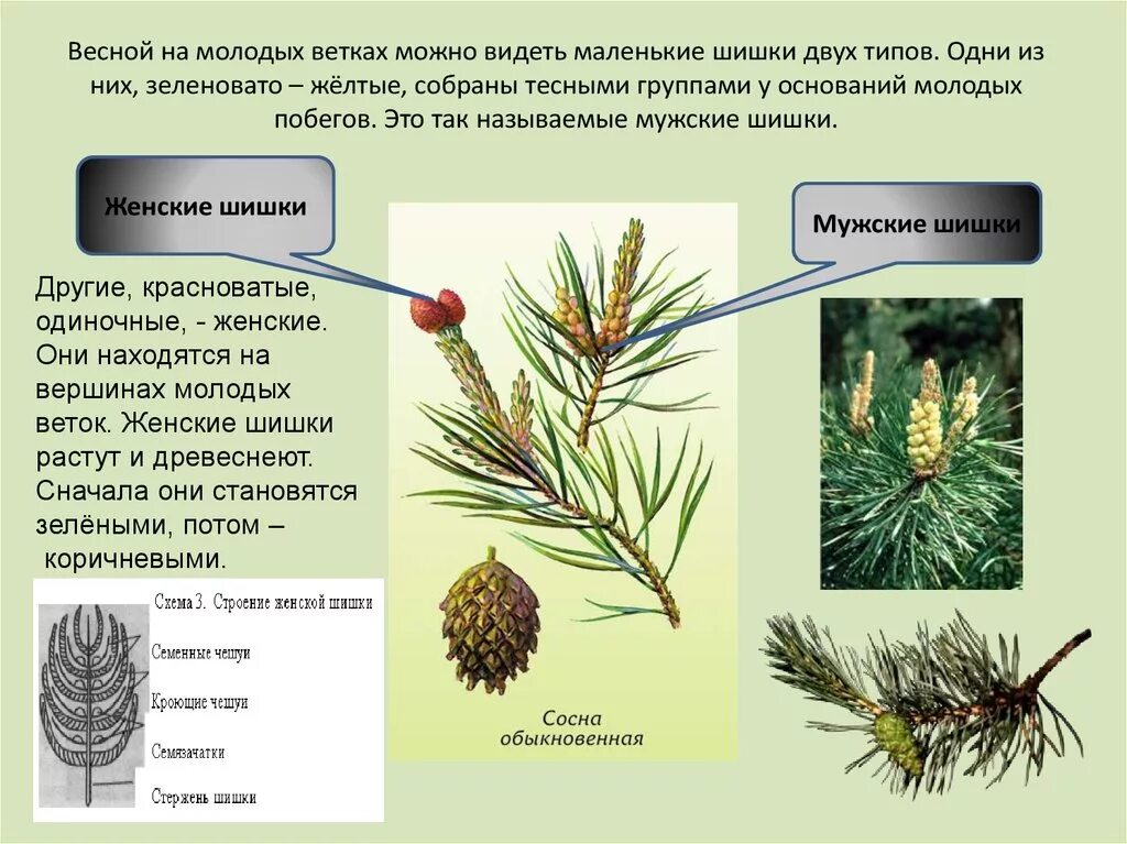 Где находится шишка. Мужская шишка сосны функция. Стробилы сосны обыкновенной. Функция мужской шишки сосны. Строение сосны обыкновенной.