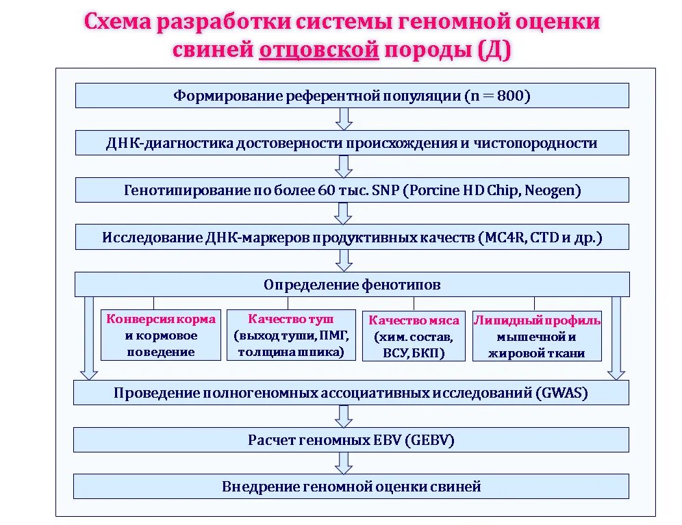 Геномная оценка свиней. Геномная селекция свиней. Показатели комплексной.оценки свиней. Учёт и оценка продуктивных качеств свиней. Оценка свиней