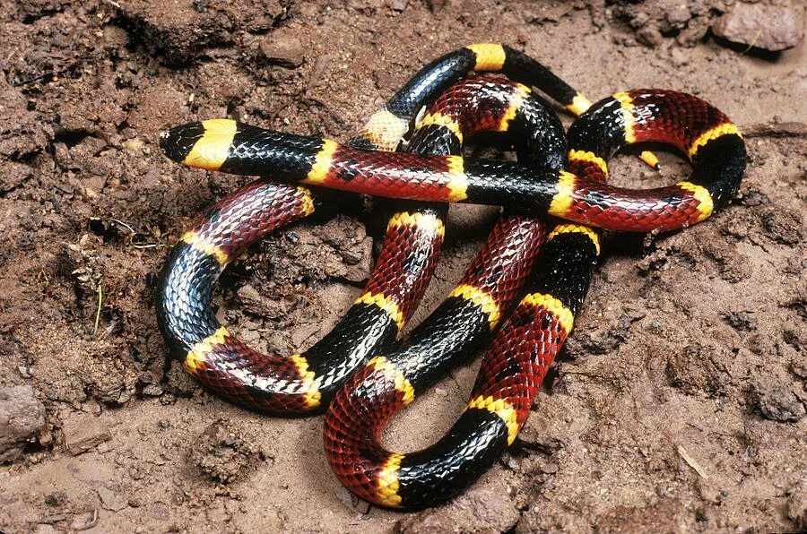 Змея из аспидов 5 букв. Змея из аспидов 5 букв. Синалойская королевская змея. Коралловый аспид и королевская змея. Змей аспид мифология.