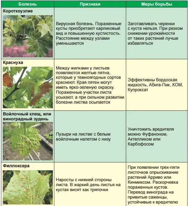 Чем обработать смородину от вредителей и болезней. Вредители винограда описание. обработка винограда весной от болезней и вредителей. болезни и вредители винограда. болезни винограда на листьях описание с фотографиями.